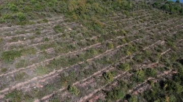 Pendik’te Aydos Ormanı’nda PKK’lı teröristin yaktığı ormanlık alanın son hali havadan görüntülendi
