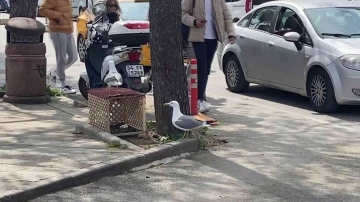 Pendik’te kaldırıma yuva yapan martı için ekipler teyakkuza geçti
