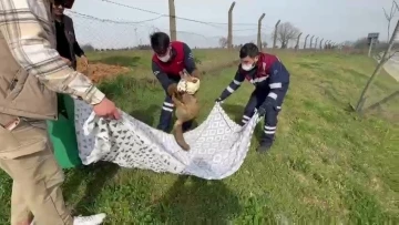 Pendik’te yaralı tilkinin imdadına belediye ekipleri yetişti
