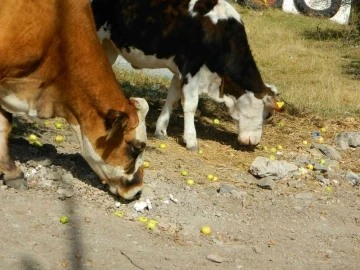 Posof’ta toplanmayan meyveler hayvanlara kaldı
