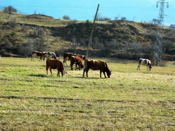 Posof’ta yazdan kalma günler
