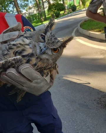 Puhu kuşu tedavi altına alındı
