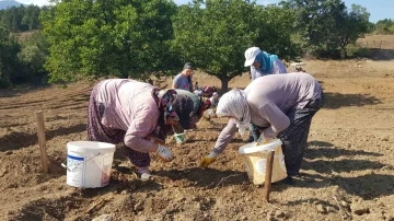 &quot;Dünyanın en pahalı baharatı&quot; toprakla buluşturuldu
