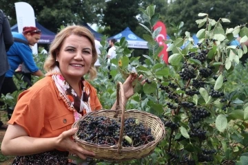 &quot;Süper meyve&quot; aronyada hasat mutluluğu
