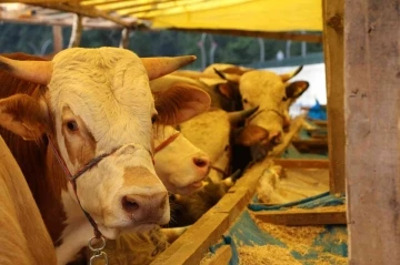 Rize’de kurbanlıklar hazır, alıcılarını bekliyor
