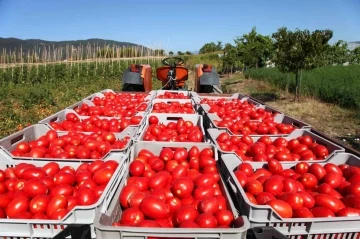 Rusya’ya domates ihracatı kotası 500 bin tona çıktı
