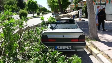 Rüzgarda kırılan dal otomobilin üzerine düştü
