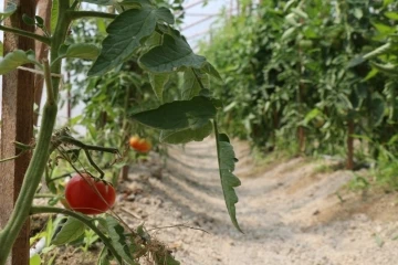 Safranbolu Belediyesi’nin seraları mahsul vermeye başladı
