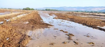 Sağanak yağış kuru üzüm sergilerine zarar verdi
