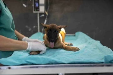 Sahibi tarafından terk edilen köpek, bakımevindeki tedaviyle iyileşiyor
