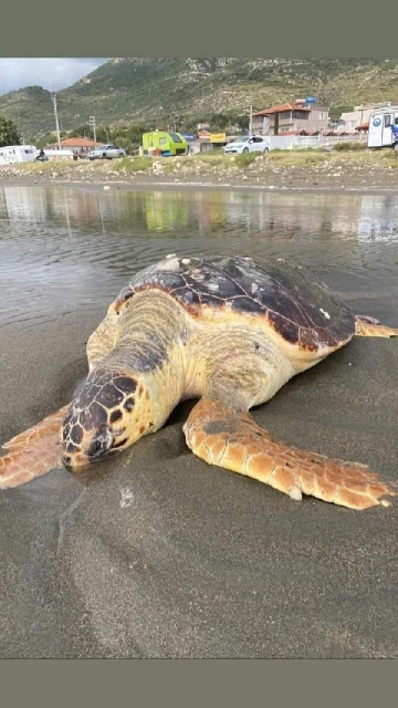 Sahile ölü caretta caretta vurdu