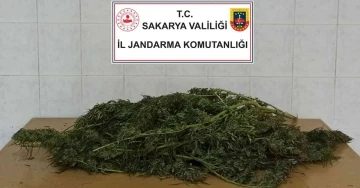 Sakarya’da 3 kilo 500 gram esrar ele geçirildi: 1 gözaltı
