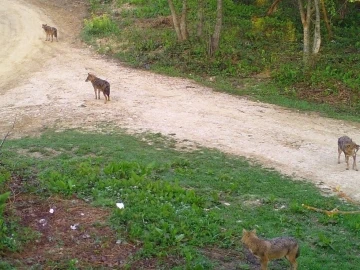 Sakarya’da ayı ve çakal sürüsü fotokapana takıldı
