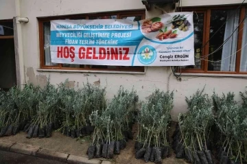 Salihli’de 6 bin 480 zeytin fidanı üreticilere teslim edildi
