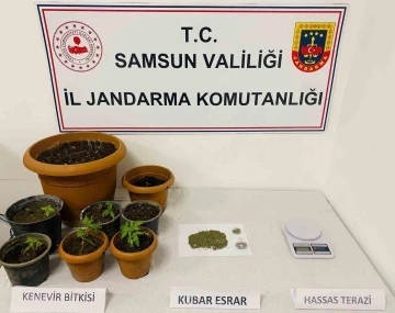 Samsun’da 40 kök kenevir, 25 gram esrar ele geçirildi
