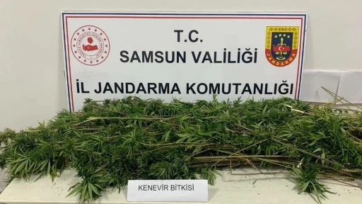 Samsun’da arazide ekili 304 kök kenevir ele geçirildi
