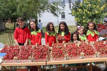 Samsun’da çilek üretimi artıyor
