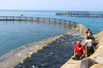 Samsun’da Türk somonu hasadı
