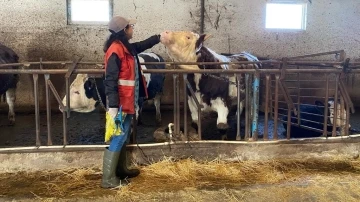 Sandıklı’da hayvanlarda şap aşılaması tamamlandı
