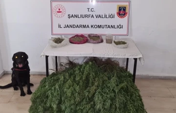 Şanlıurfa’da 5 kilo esrar ve 765 kök kenevir ele geçirildi
