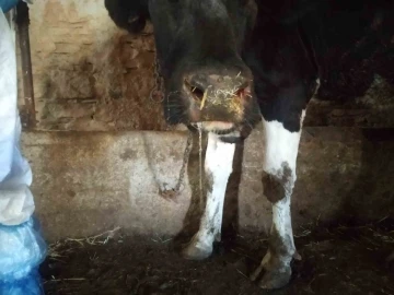 Şap hastalığı sebebiyle üç ilçenin dış mahallelerinde hayvan hareketleri yasaklandı
