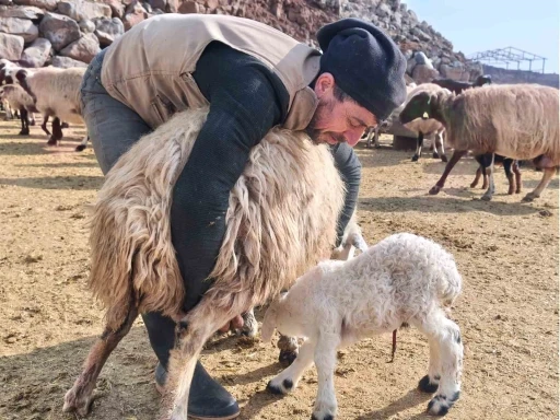 Şap tedirginliği yaşayan üreticiler 24 saat kuzu nöbeti tutuyor
