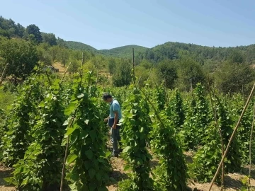 Şaphane’de sebze bahçelerinde hastalık ve zararlı kontrolleri
