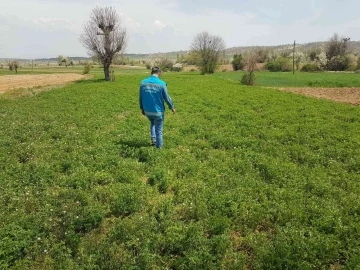 Şaphane’de yem bitkisi ekili alanlarda hastalık ve zararlı kontrolleri
