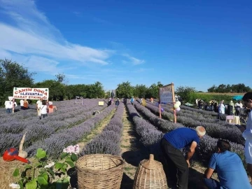 Saray’da lavanta hasat etkinliği gerçekleştirildi
