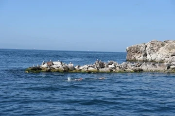 Sarayburnu’ndan Sivri Ada’ya 16.5 kilometrelik yüzme geçişi için ilk adım atıldı
