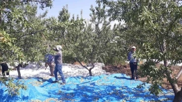 Sarıgöl’de badem hasadı başladı
