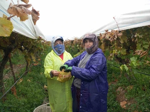 Sarıgöl’de yağmurda üzüm hasadı
