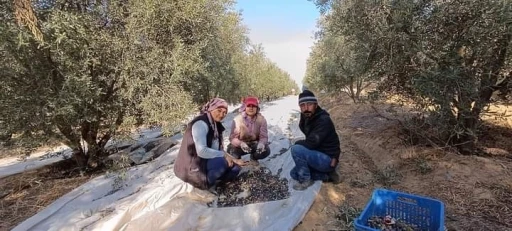 Sarıgöl’de zeytin hasadına başlandı
