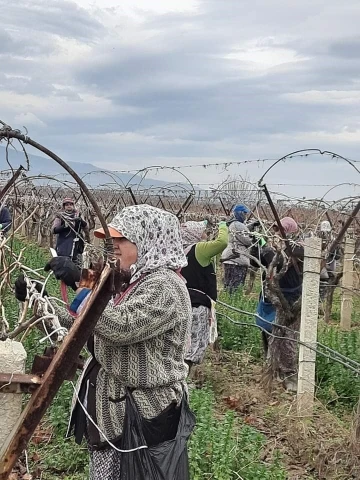 Sarıgöl Ovası binlerce kişinin ekmek kapısı oldu
