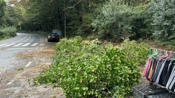 Sarıyer’de kökünden kopan ağaç araçların üzerine devrildi, sürücüler korku dolu anlar yaşadı
