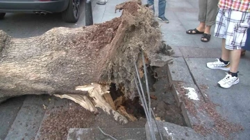 Sarıyer’de yola ağaç devrildi
