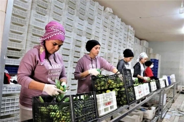 Savaşan ülkelere durma noktasına gelen tarım ürünleri ihracatı yeniden başladı
