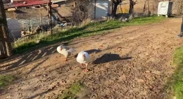 Sayaç okumak için eve giden personel, kaz saldırısı sonucu neye uğradığını şaşırdı
