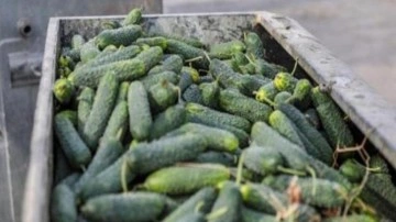 Sebze halinde kilolarca ürün çöpe atıldı! İlginç açıklama: Türkiye'de yiyen yok