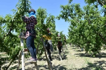 Şeftali bahçelerinde kontroller devam ediyor
