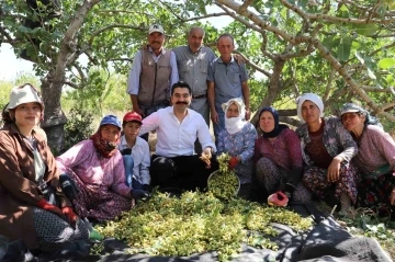 Selendi’de yeşil altında hasat başladı
