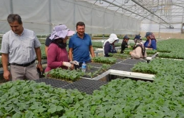 'Serik, Antalya'da en fazla örtü altı üretimin yapıldığı yer'