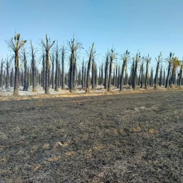 Serik'te palmiye ağaçları yandı