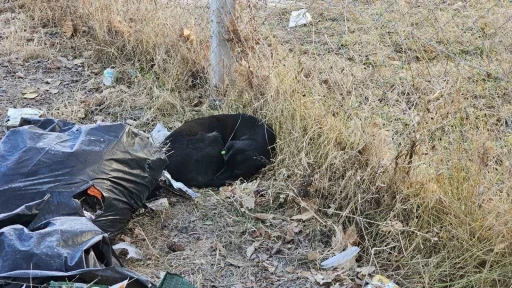 Sevdiği köpeğin ısırdığı ortaokul öğrencisi yaralandı
