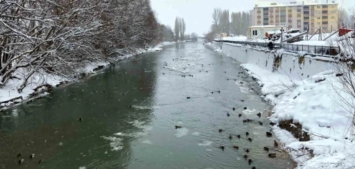 Sibirya’dan göç eden yeşilbaşlı ördekler Bayburt’u sevdi
