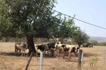 Sıcaklar inekleri de olumsuz etkiledi
