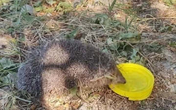 Sıcaktan bitkin düşen kirpiye vatandaşlar su verdi
