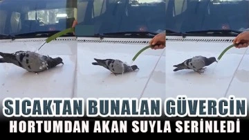  Sıcaktan bunalan güvercin hortumdan akan suyla serinledi