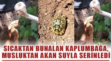 Sıcaktan bunalan kaplumbağa, musluktan akan suyla serinledi