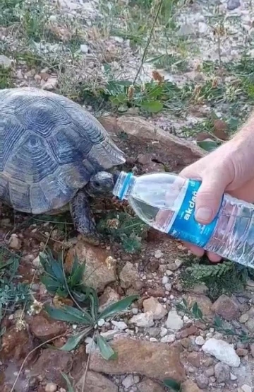 Sıcaktan bunalan kaplumbağaya elleriyle su içirdi
